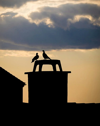 Malla antipajaros para chimeneas en Navarra